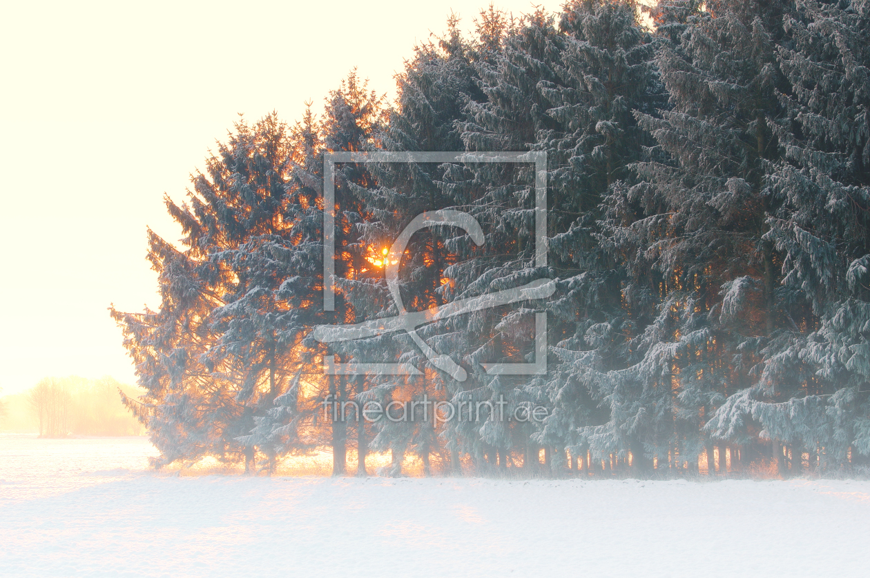 Bild-Nr.: 11675672 Winterwald im Sonnenaufgang  erstellt von Tanja Riedel