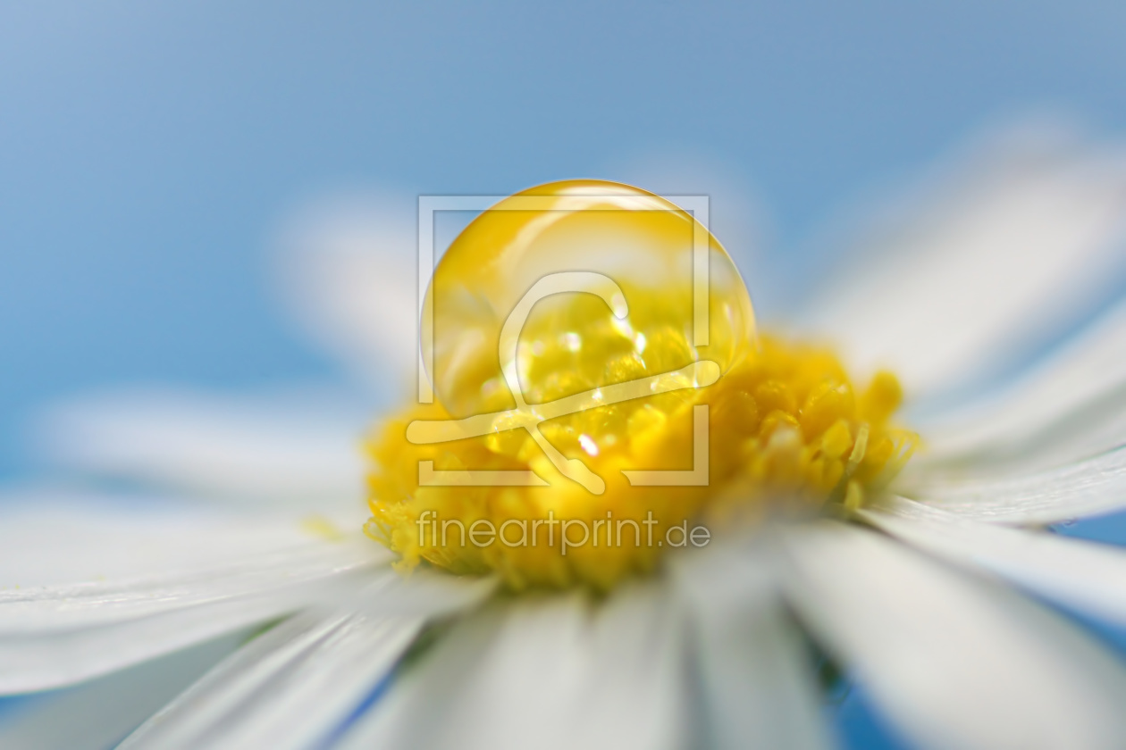 Bild-Nr.: 11676096 Daisy erstellt von youhaveadream