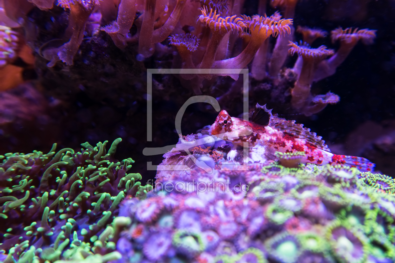 Bild-Nr.: 11676132 Stern-Mandarinfisch - Synchiropus stellatus erstellt von 
