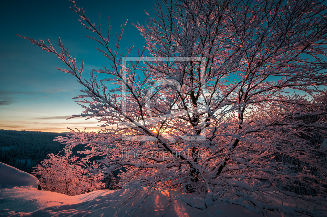 Bild-Nr.: 11676906 Winterbaum erstellt von Steffen Henze