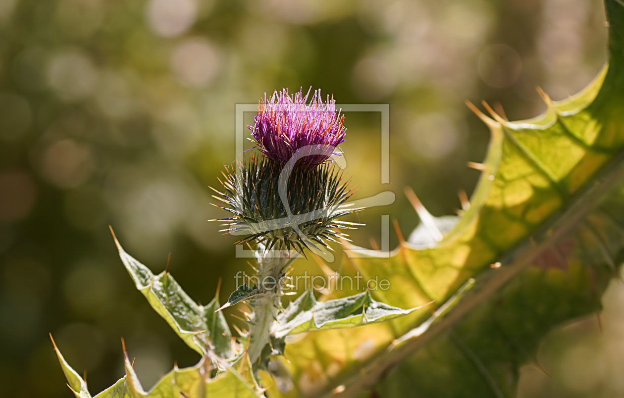 Bild-Nr.: 11677862 Mariendistel erstellt von youhaveadream