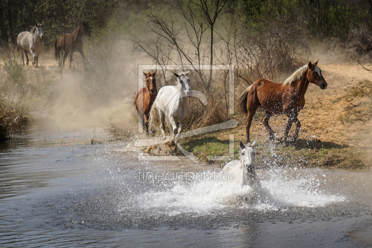 Bild-Nr.: 11677898 Pferdefreuden - Splash erstellt von Steff1911