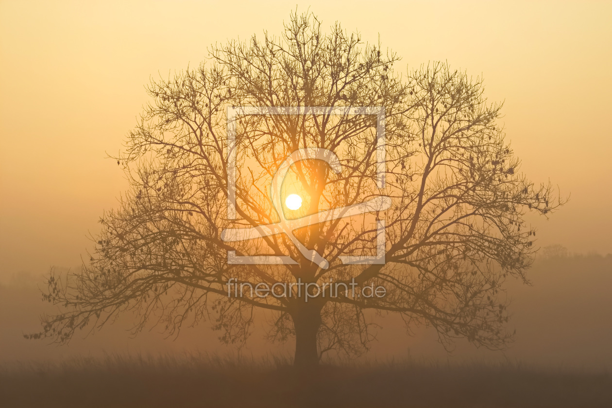 Bild-Nr.: 11679266 Die Sonne in der Baumkrone erstellt von falconer59