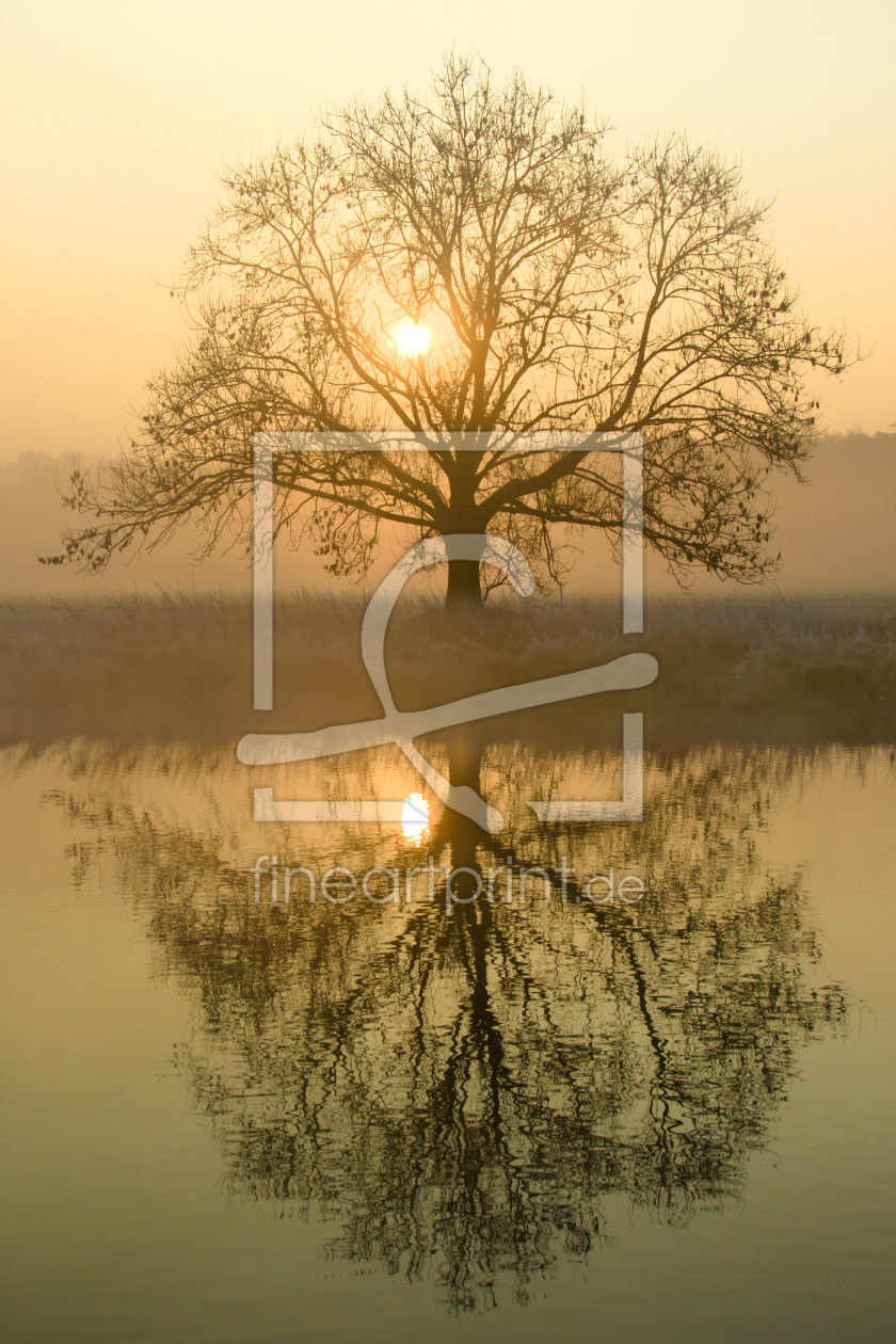 Bild-Nr.: 11679298 Sonne im Baum erstellt von falconer59