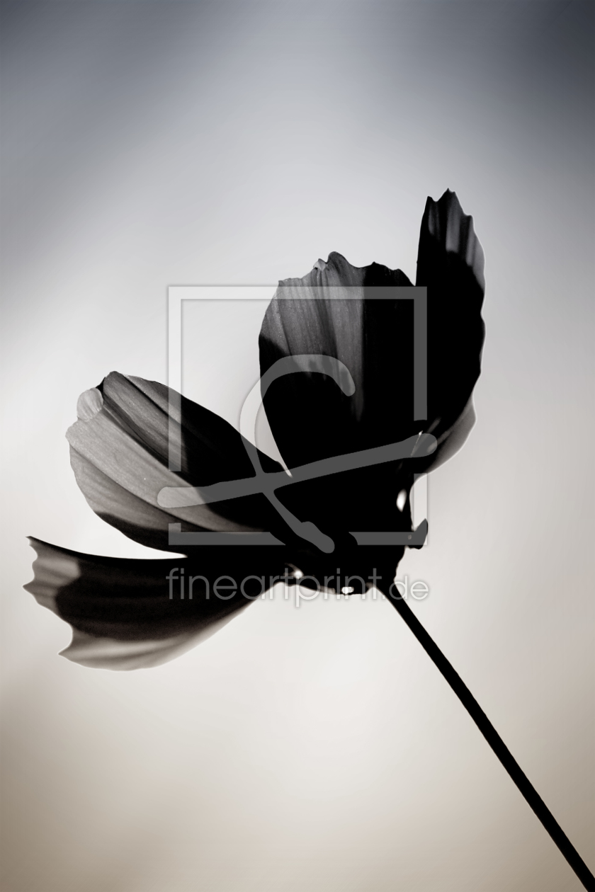 Bild-Nr.: 11681146 Schwarze Blume  erstellt von ginton