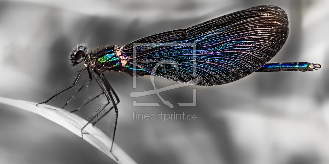 Bild-Nr.: 11681226 Blauflügel-Prachtlibelle Calopteryx virgo erstellt von Richard-Young