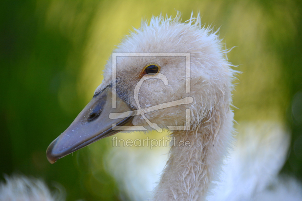 Bild-Nr.: 11681600 Wuschel-Schwan erstellt von GUGIGEI