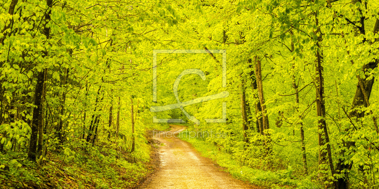 Bild-Nr.: 11681652 Waldweg im Frühling Bild-Nr.: 11681652 Waldweg im Frühling erstellt von Walter G. Allgöwer