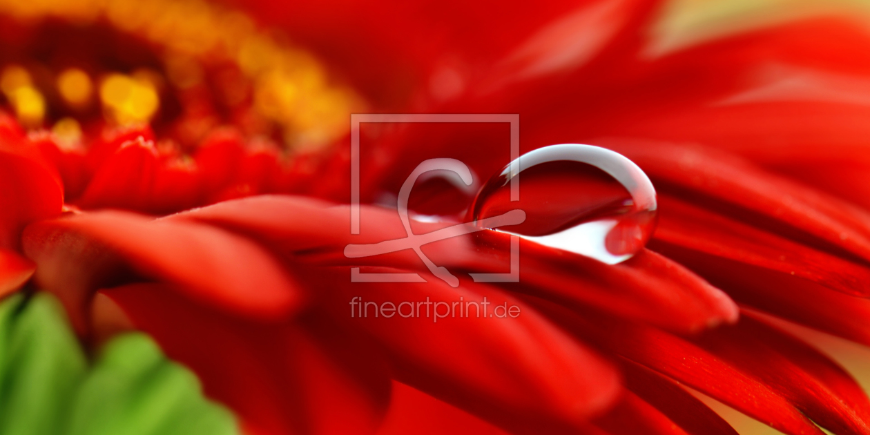 Bild-Nr.: 11683178 Gerbera Bild-Nr.: 11683178 Gerbera erstellt von Atteloi