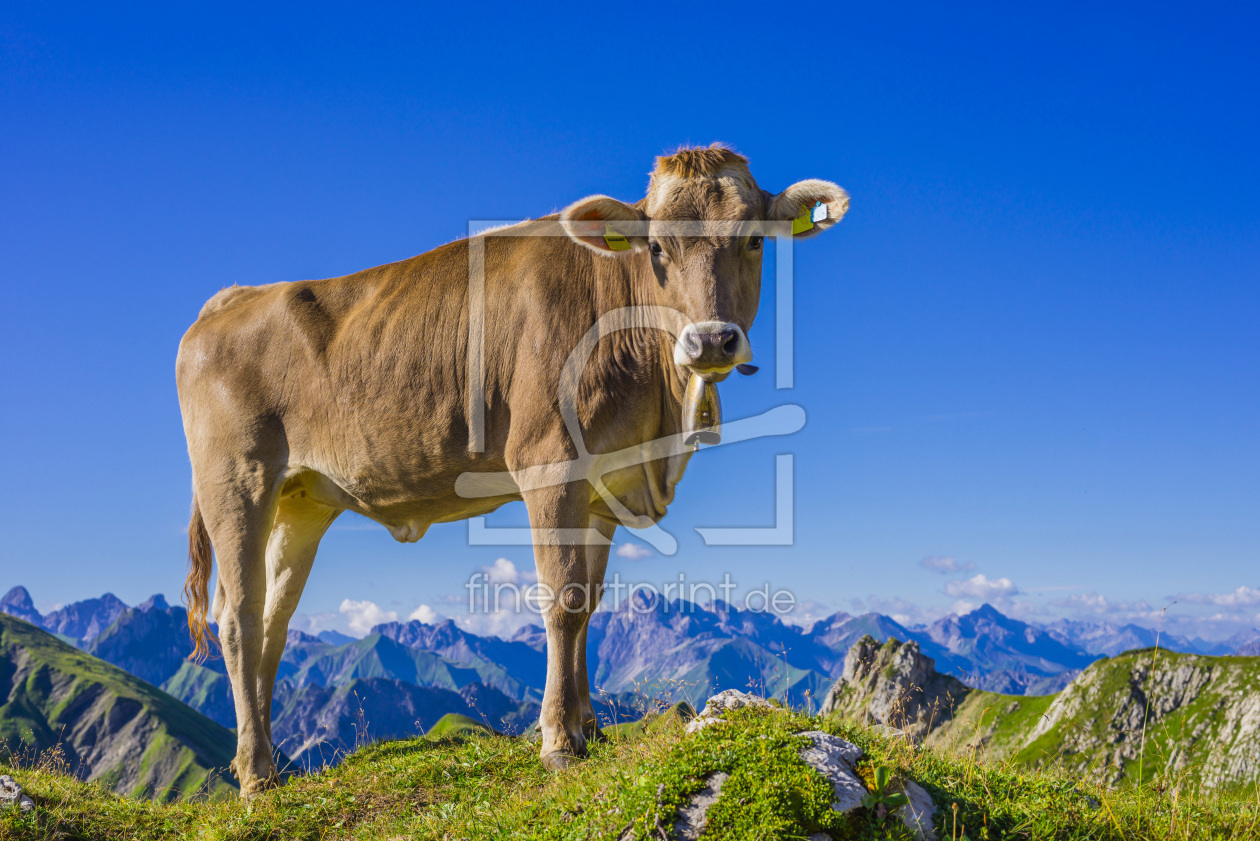 Bild-Nr.: 11683778 Allgäuer Braunvieh erstellt von Walter G. Allgöwer