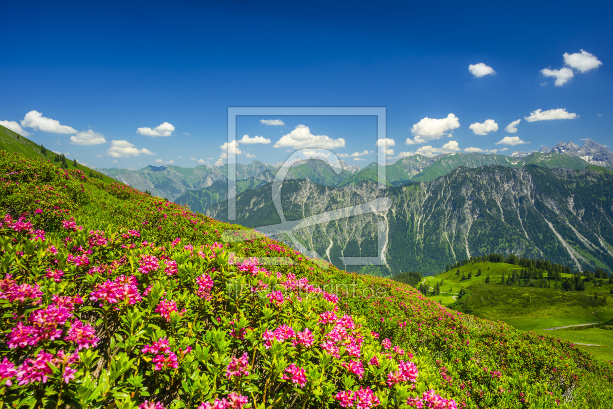 Bild-Nr.: 11683866 Alpenrosen erstellt von Walter G. Allgöwer