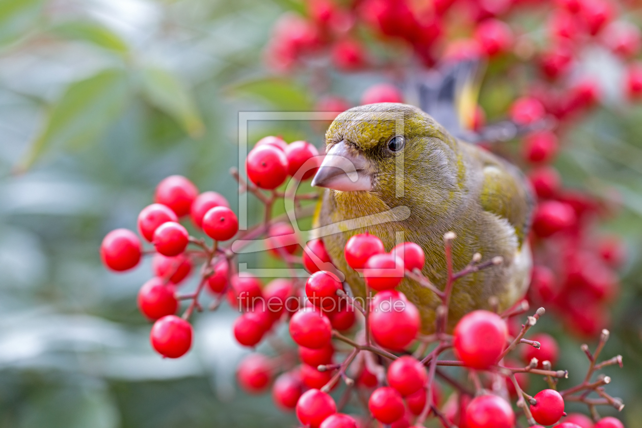 Bild-Nr.: 11686234 Grünfink - Carduelis chloris erstellt von Thomas Herzog