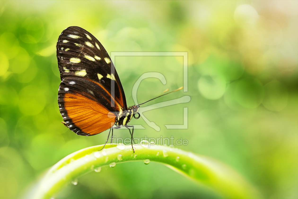 Bild-Nr.: 11686358 Tiger-Passionsblumenfalter  erstellt von Thomas Herzog