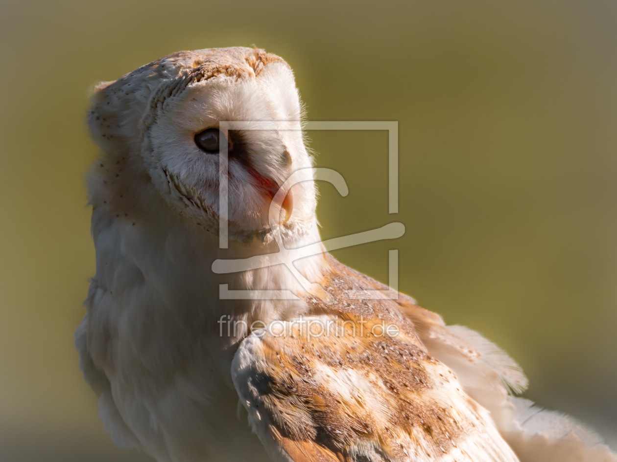 Bild-Nr.: 11686642 Schleiereule , Tyto alba erstellt von Richard-Young