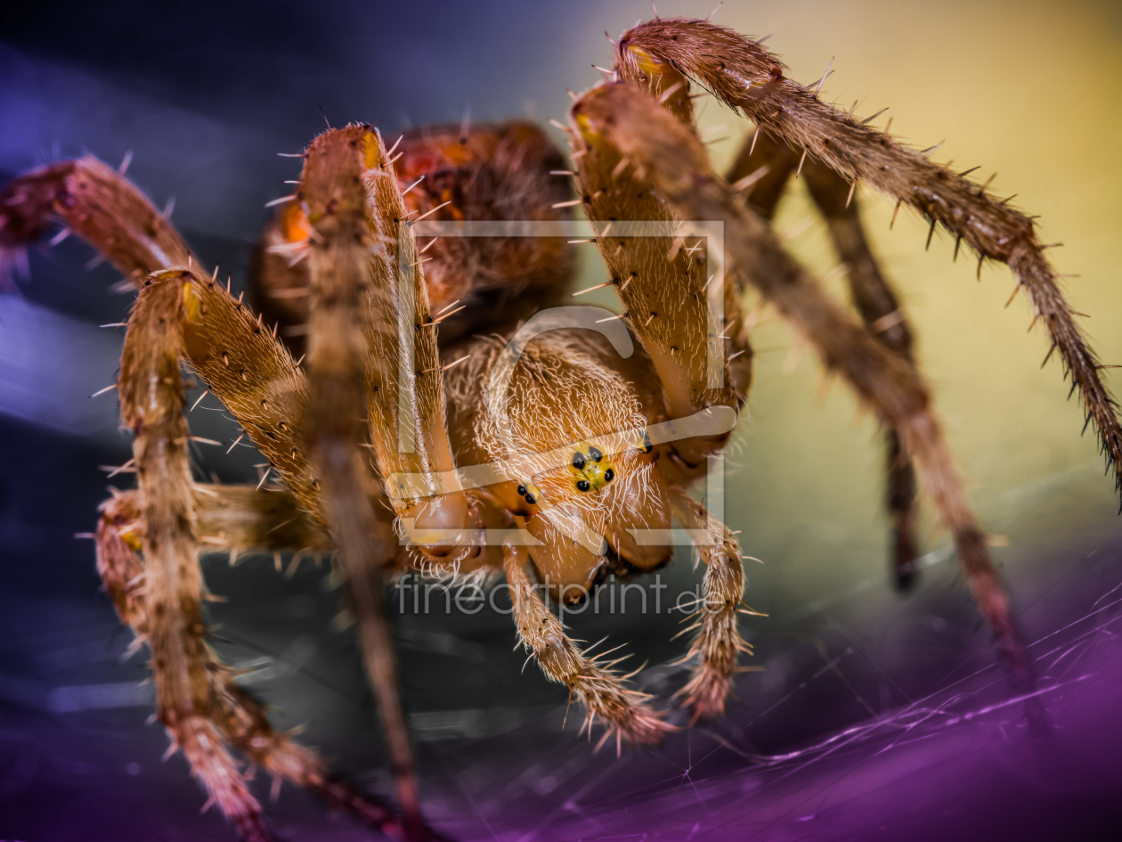 Bild-Nr.: 11686720 Kreuzspinne Bild-Nr.: 11686720 Kreuzspinne erstellt von Richard-Young
