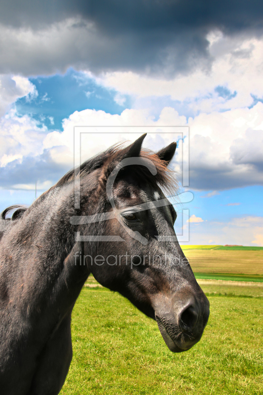 Bild-Nr.: 11686812 Pferd unter Wolken erstellt von falconer59