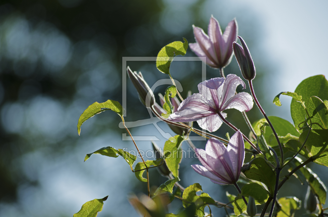 Bild-Nr.: 11686994 Clematis im Morgenlicht erstellt von salutando