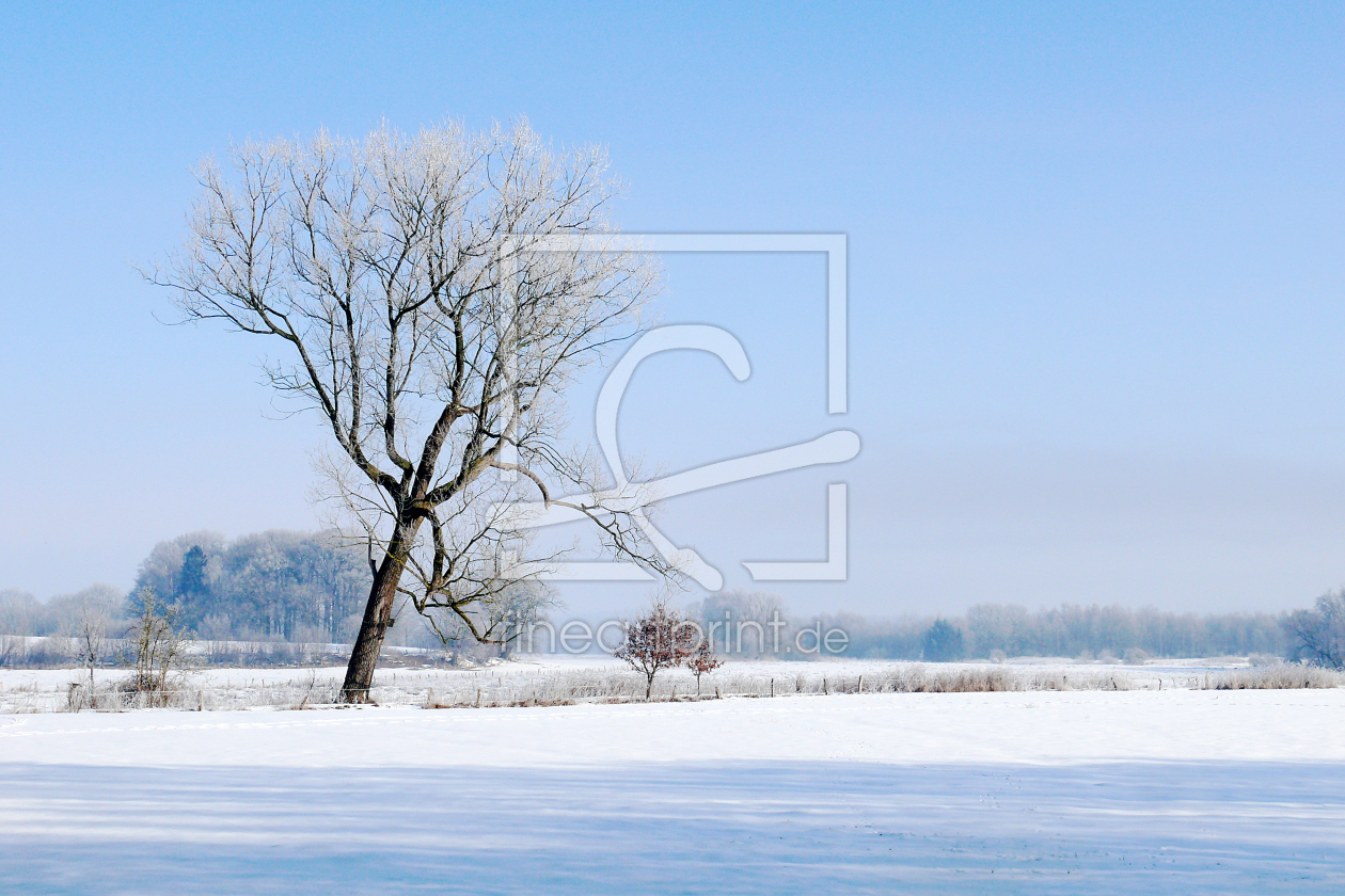 Bild-Nr.: 11688418 Der Baum und weites Land erstellt von Ostfriese