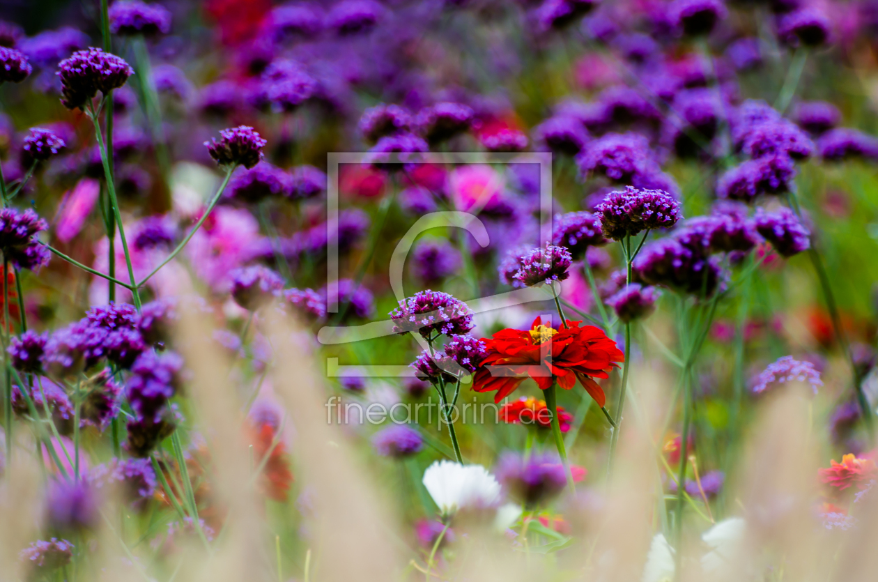 Bild-Nr.: 11689380 Blumenwiese I erstellt von photographies-and-more