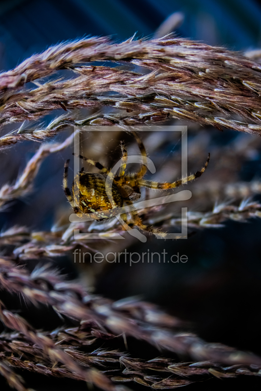Bild-Nr.: 11689514 Spider erstellt von IP-Photo-Art