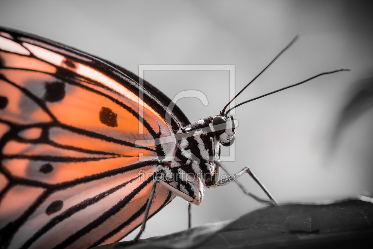 Bild-Nr.: 11689580 butterfly erstellt von Richard-Young