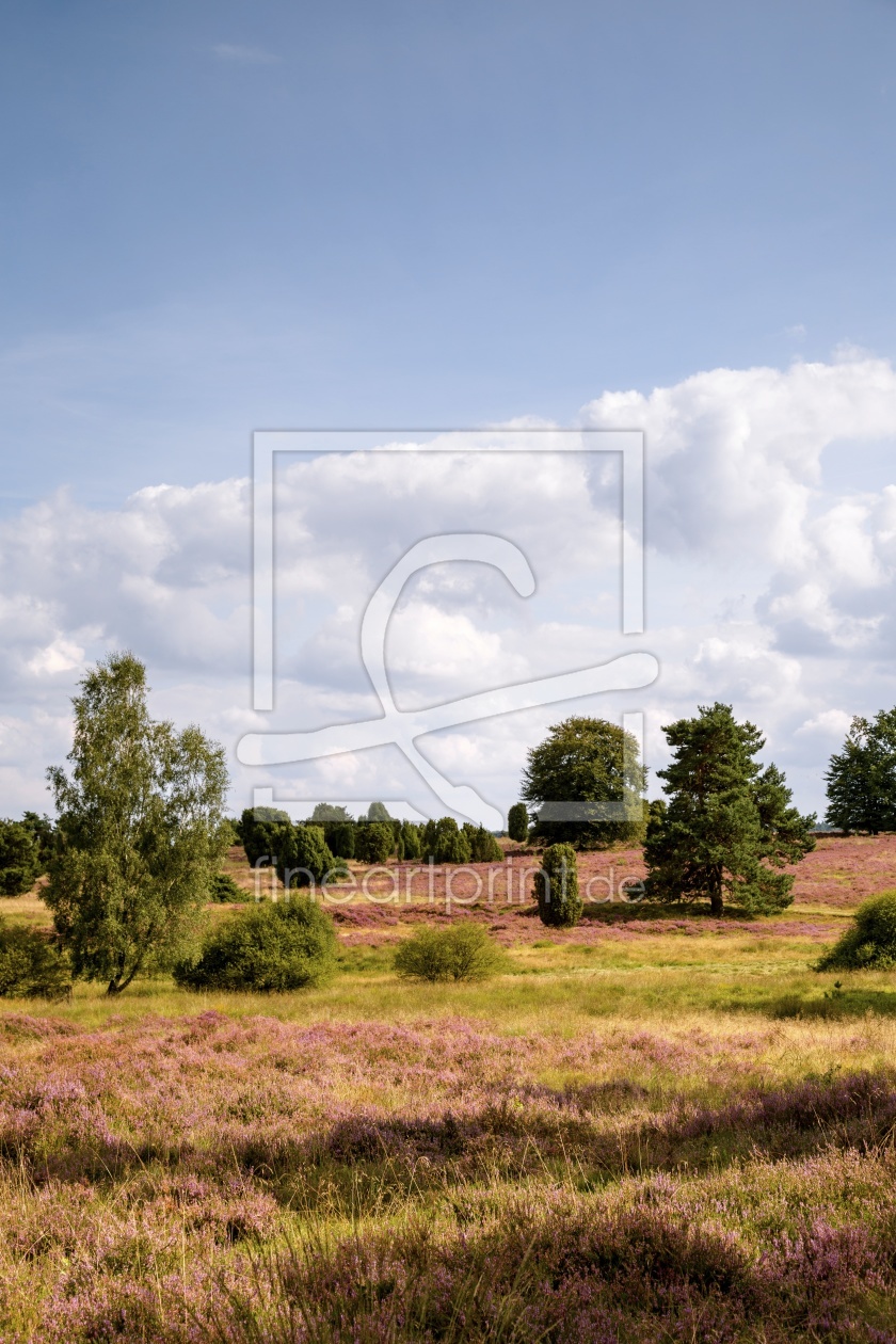 Bild-Nr.: 11689862 Lüneburger Heide   erstellt von Ursula Reins