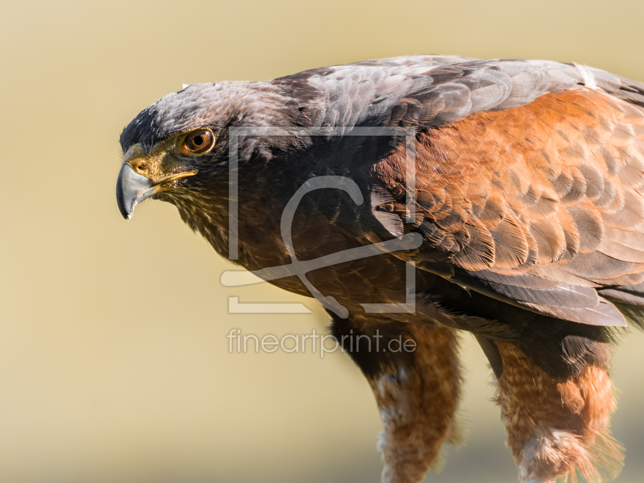 Bild-Nr.: 11689908 Wüstenbussard , Parabuteo unicinctus erstellt von Richard-Young