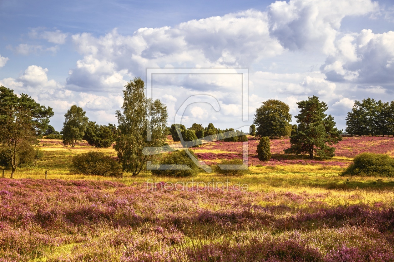 Bild-Nr.: 11690558 Lüneburger Heide    erstellt von Ursula Reins