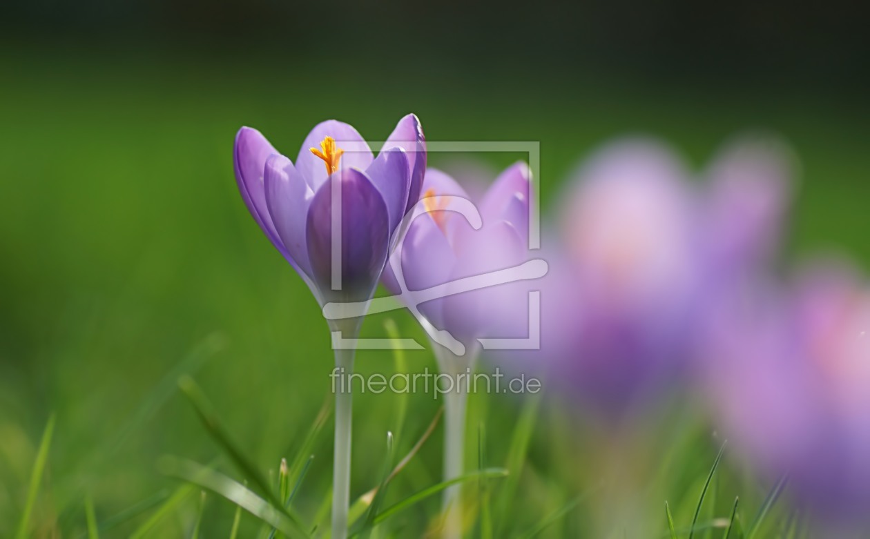 Bild-Nr.: 11690638 Wiesenschmuck erstellt von MoNoir