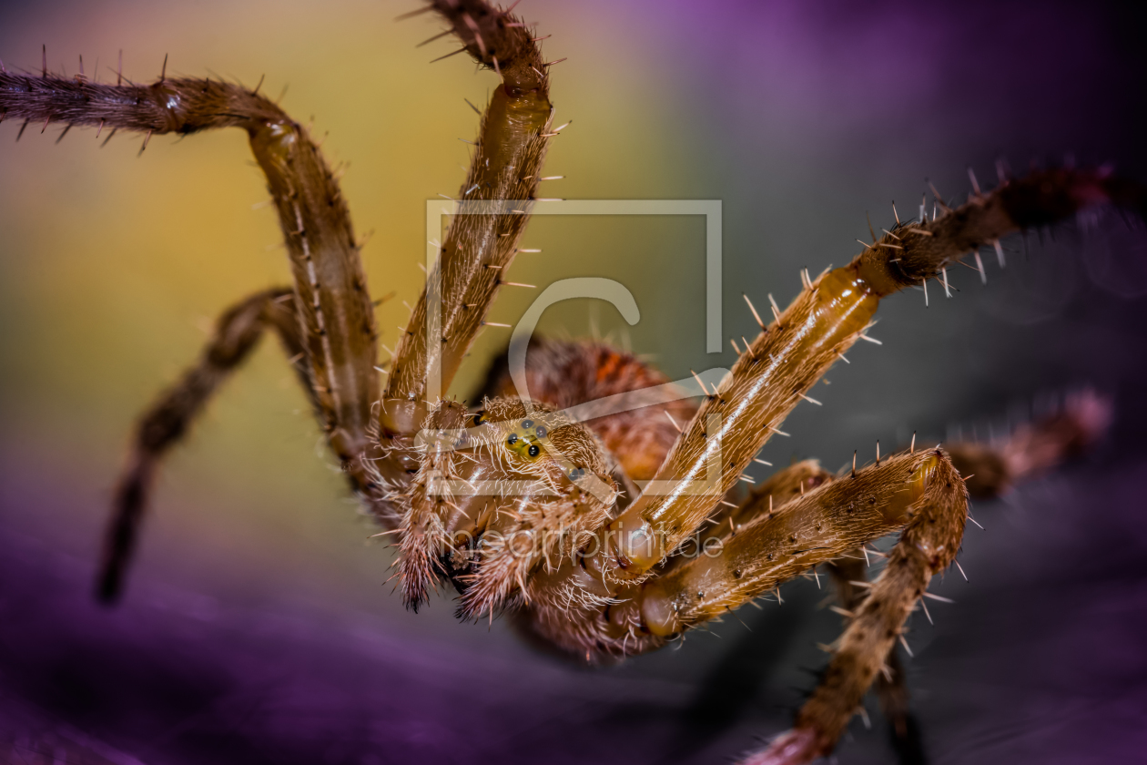 Bild-Nr.: 11692778 Kreuzspinne Bild-Nr.: 11692778 Kreuzspinne erstellt von Richard-Young