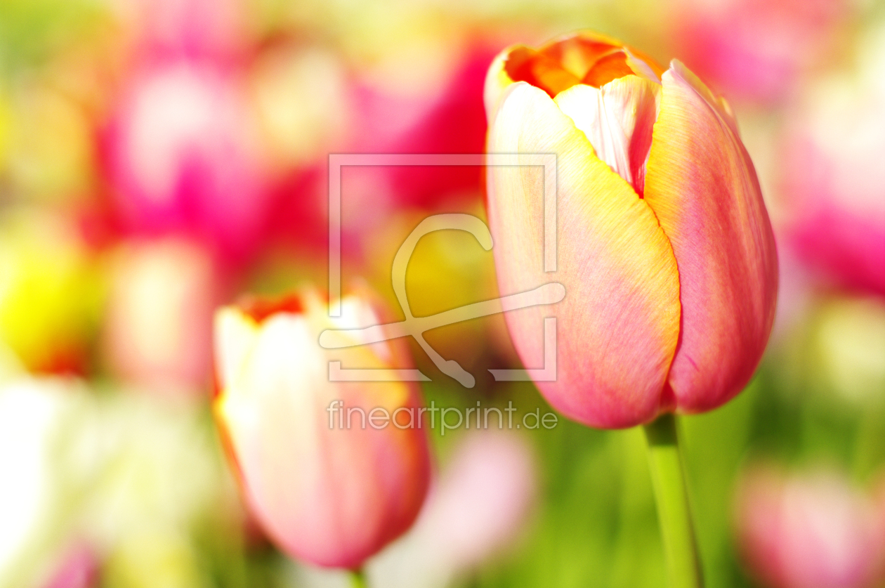 Bild-Nr.: 11692956 Tulpen erstellt von RiccardoFranke