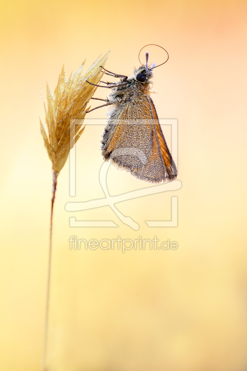 Bild-Nr.: 11695540 Sommerliche Leichtigkeit Bild-Nr.: 11695540 Sommerliche Leichtigkeit erstellt von MarcusFehde