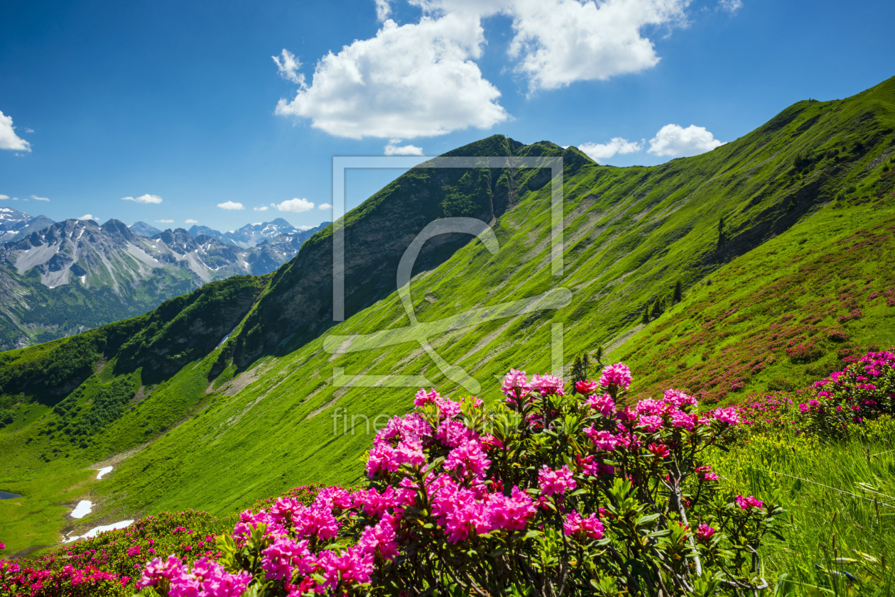 Bild-Nr.: 11697614 Rhododendron erstellt von Walter G. Allgöwer