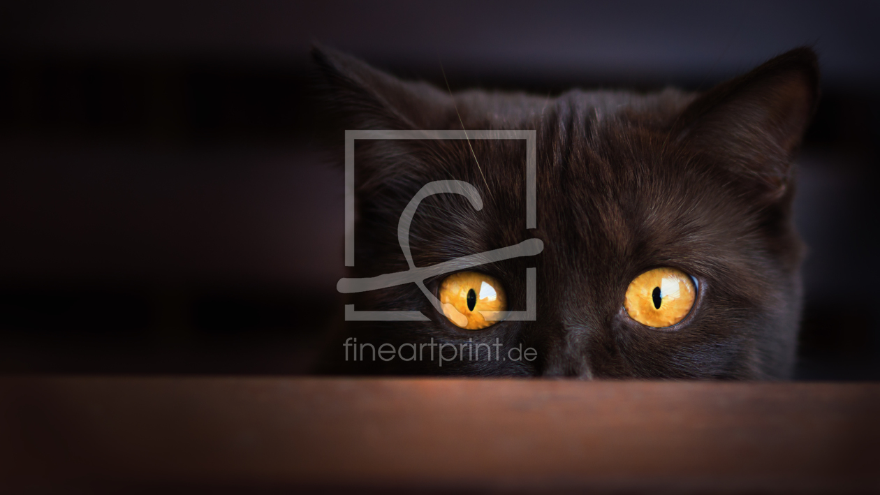 Bild-Nr.: 11698102 i can see you Bild-Nr.: 11698102 i can see you erstellt von Wabi-Sabi-Katzenfotografie