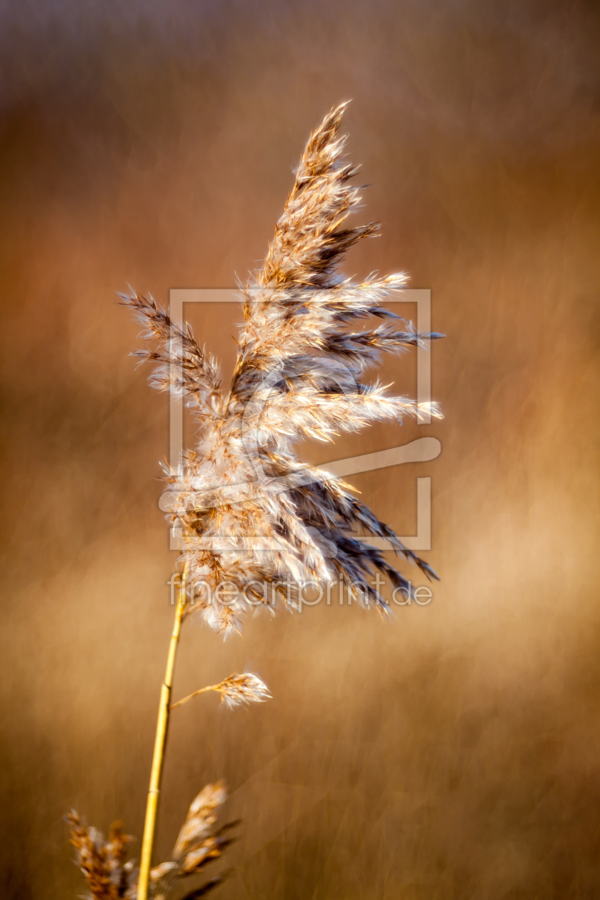 Bild-Nr.: 11698600 Old erstellt von FotoDeHRO