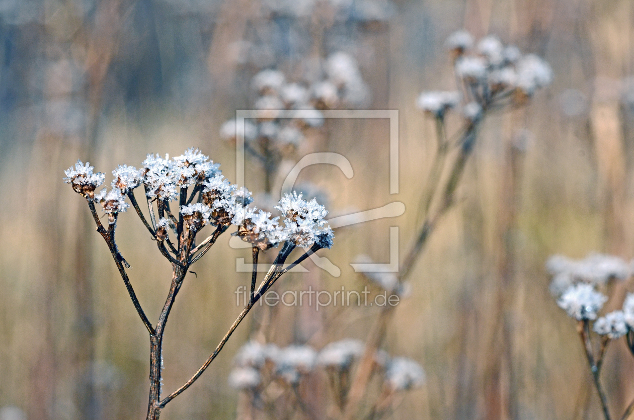Bild-Nr.: 11699716 Blütenstauden im Winter erstellt von Ostfriese