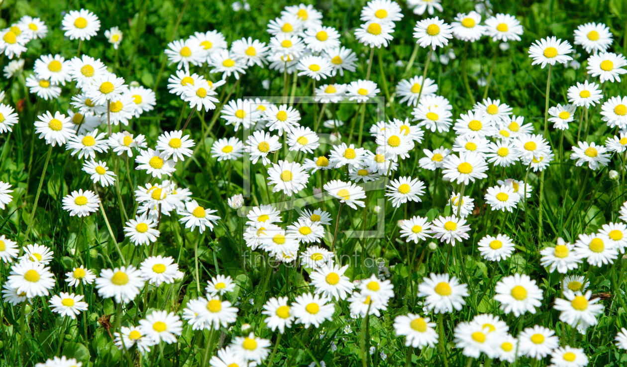 Bild-Nr.: 11699994 Gänseblümchen Wiese erstellt von KundenNr-312982