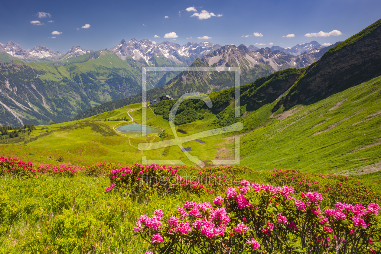 Bild-Nr.: 11702438 Alpenrosenblüte, Allgäu erstellt von Walter G. Allgöwer