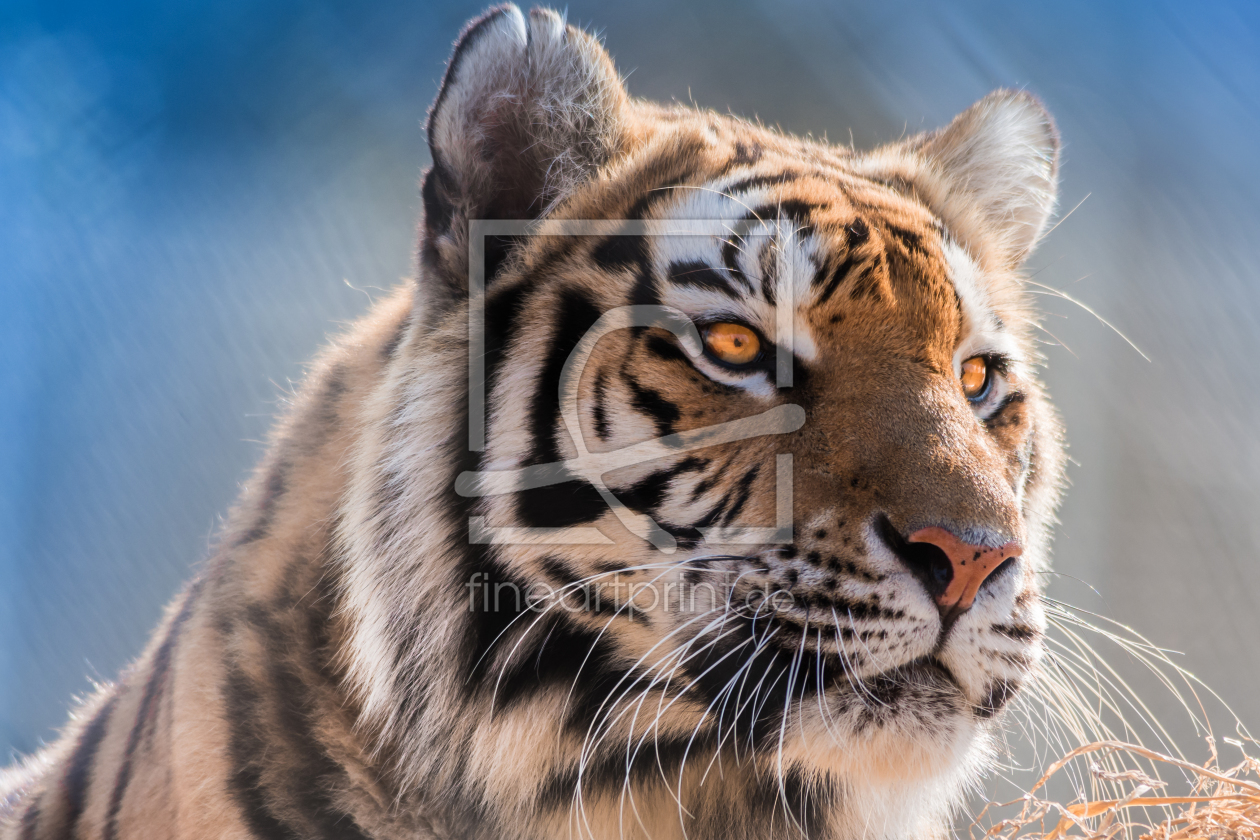 Bild-Nr.: 11702736 Sibirischer Tiger erstellt von Richard-Young