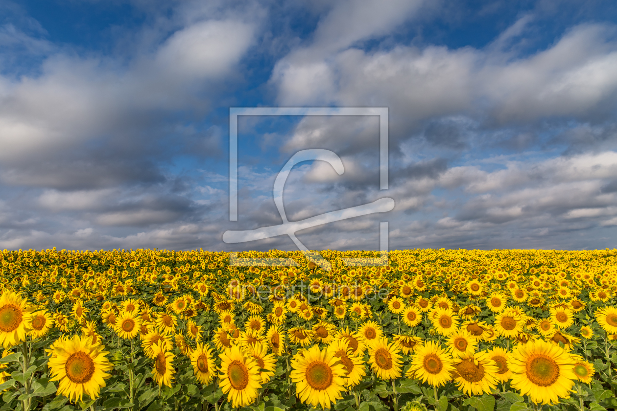 Bild-Nr.: 11702852 Sonnenblumenmeer erstellt von Achim Thomae