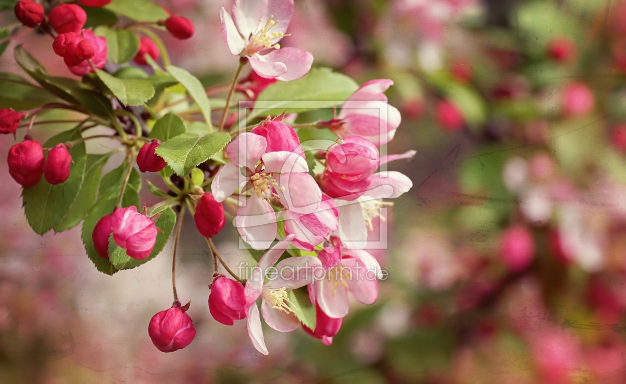 Bild-Nr.: 11703914 Obstblüte erstellt von youhaveadream