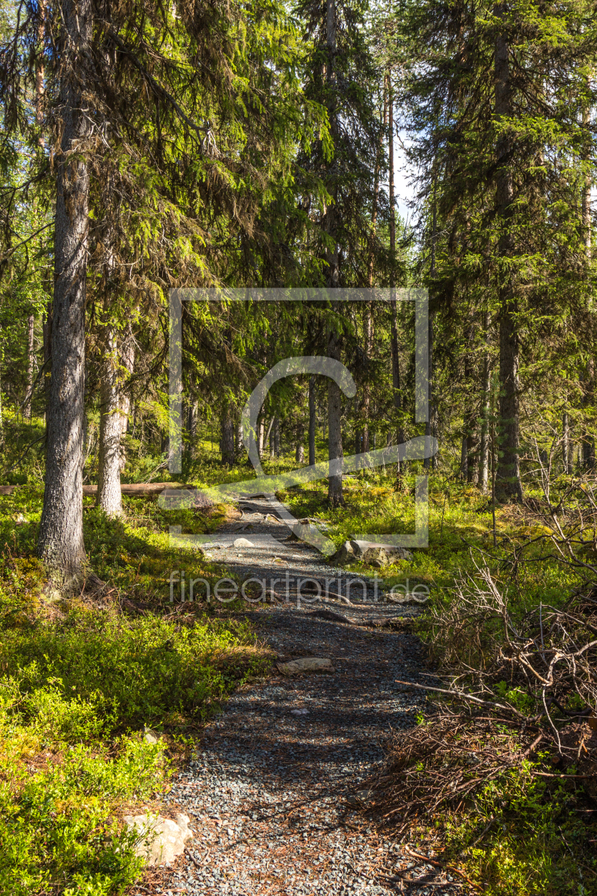 Bild-Nr.: 11705716 Pfad im Oulanka Nationalpark 2 erstellt von Anja Schäfer