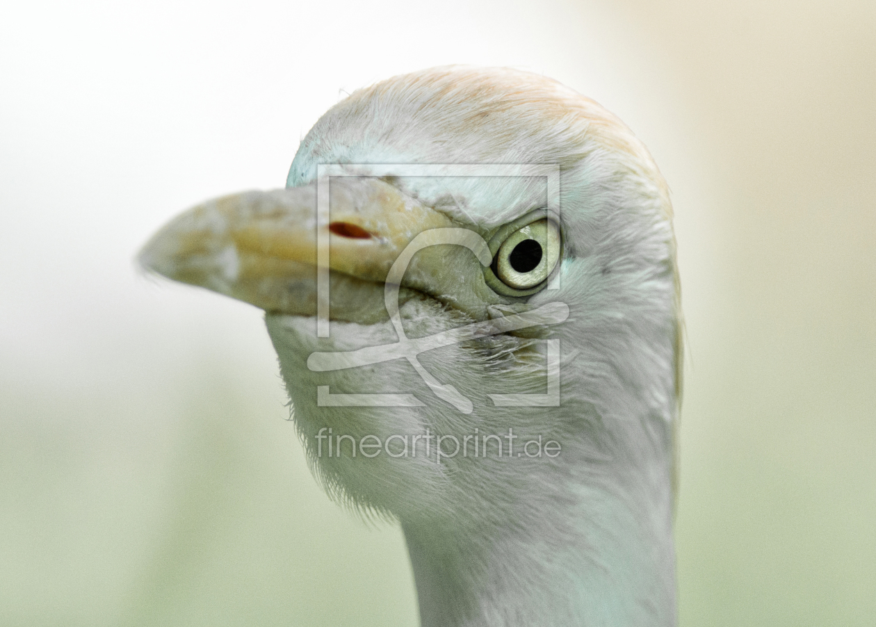Bild-Nr.: 11706594 Tierportrait Bild-Nr.: 11706594 Tierportrait erstellt von KundenNr-313860