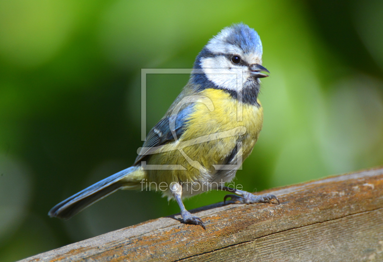 Bild-Nr.: 11706832 Blaumeise erstellt von GUGIGEI