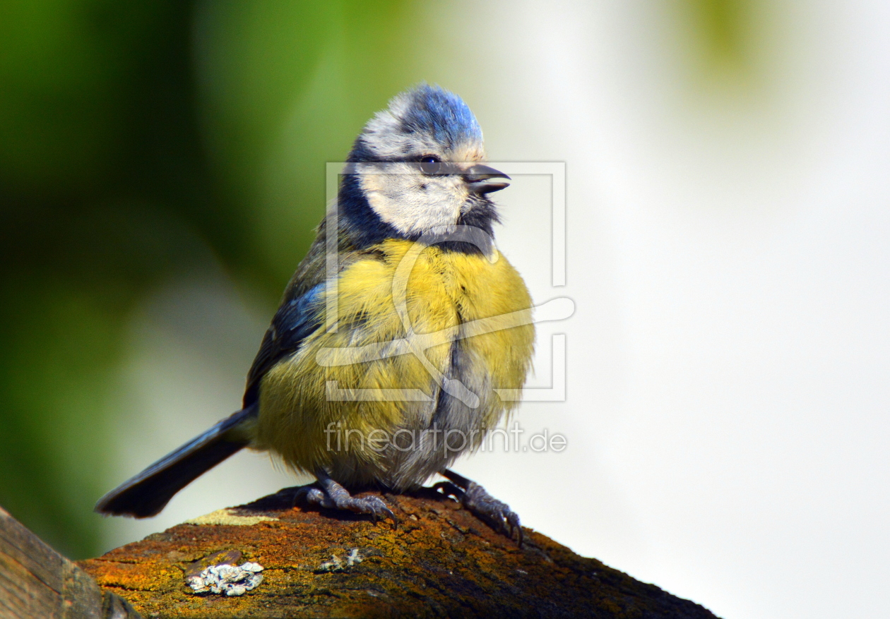 Bild-Nr.: 11707350 Blaumeise erstellt von GUGIGEI