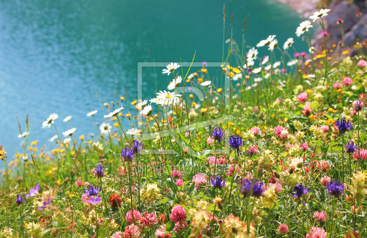 Bild-Nr.: 11708940 Blumenwiese am Alpensee erstellt von SusaZoom