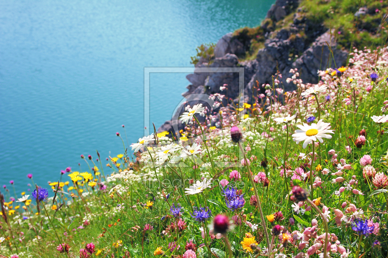 Bild-Nr.: 11708940 Blumenwiese am Alpensee erstellt von SusaZoom