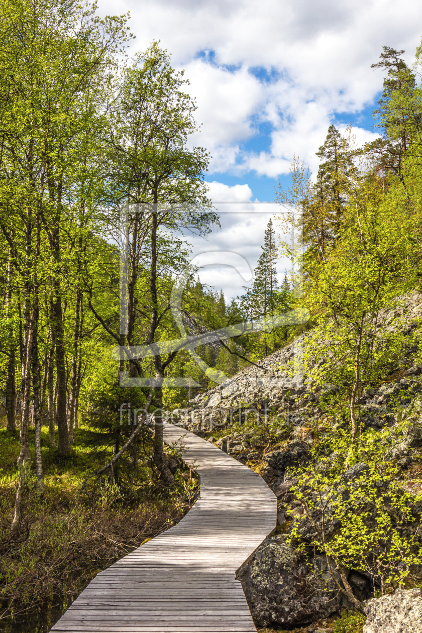 Bild-Nr.: 11709218 Wanderpfad im Pyhä-Luosto National Park - Finnland 4 erstellt von Anja Schäfer
