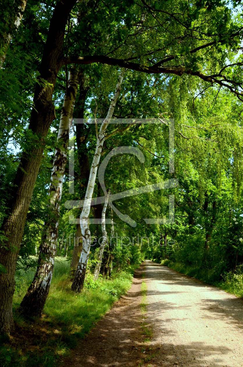 Bild-Nr.: 11709458 Weg mit Birken Im Wittmoor Norderstedt erstellt von I. Heuer