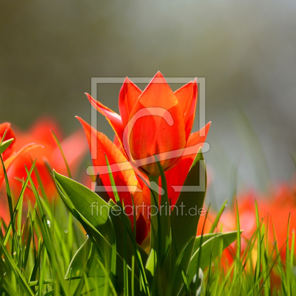 Bild-Nr.: 11709550 Tulpenleuchten erstellt von GUGIGEI